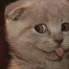 猫咪 喵星人 可爱 伸舌头 搞笑
