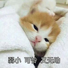 猫 喵星人 弱小 可怜 无助