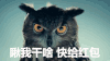 过年 猫头鹰 可爱 萌萌哒 瞅我干啥 快给红包