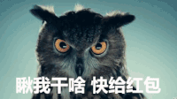 过年 猫头鹰 可爱 萌萌哒 瞅我干啥 快给红包