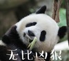 萌宠 熊猫 凶狠无比 生气 搞怪 呆萌