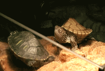 乌龟 可爱 搞笑