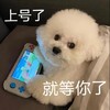 萌宠 汪星人 上号了 就等你了 呆萌 可爱