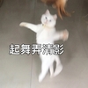 萌宠 喵星人 起舞弄清影 让我们一起跳舞吧 呆萌 可爱