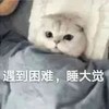 萌宠 喵星人 遇到困难 睡大觉 呆萌 可爱