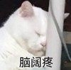 萌宠 猫星人 脑壳痛 头痛 搞怪 呆萌
