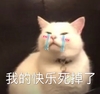 萌宠 猫星人 我的快乐死掉了 难受 搞怪 逗