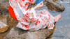 清纯 清新 美女 可爱 迷人 女神