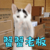 谢谢老板 猫 搞怪 逗