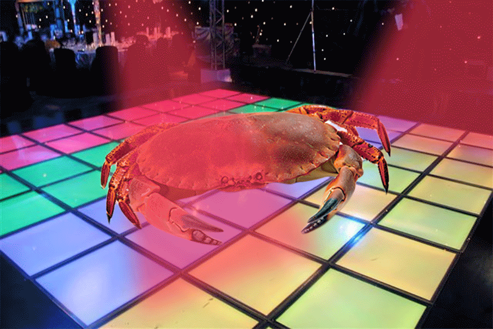 螃蟹 crab 跳舞 灯光 迪斯科
