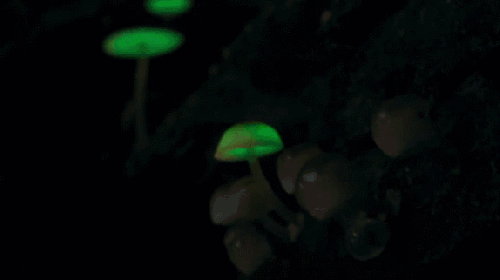 发光 地球脉动 生长 真菌 纪录片 迅速