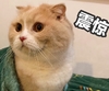 萌宠 喵星人 震惊 吃惊 呆萌 可爱