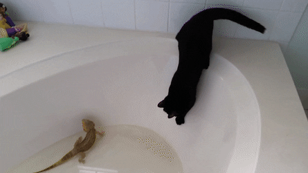 猫咪 喵星人 壁虎 水池 搞笑 害怕 可爱
