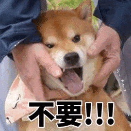 不要 拒绝 狗 柴犬