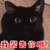 萌宠 猫咪 猫 生气 警告你 soogif soogif出品