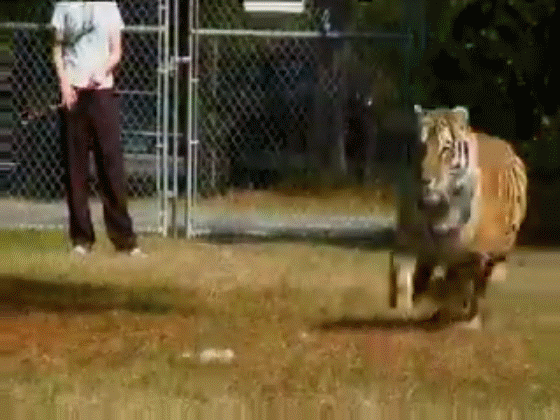 老虎 可怕 吓尿 卧槽 速度 追逐 秒表 训练