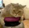 下来 减肥 宠物 猫咪 苦逼 休息 喵星人 可爱 萌 gif