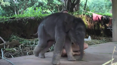 视频 大小 大象