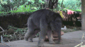 视频 大小 大象