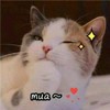 萌宠 喵星人 mua 亲亲 呆萌 可爱