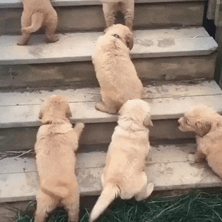 汪星人 养狗的理由 上楼梯 可爱