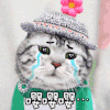 猫 花 嘤嘤嘤 流泪