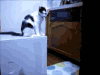 小猫 搞笑 行走 动物