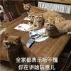 萌宠 猫星人 全家都表示听不懂 你在讲啥玩意 呆萌 可爱