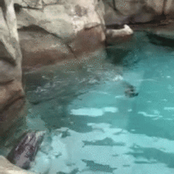 水獭 otter