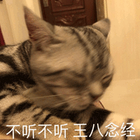 不听不听 王八念经 猫 拒绝