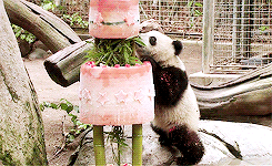 熊猫 竹子 吃东西 吃货
