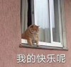 萌宠 猫星人 我的快乐呢 无奈 呆萌 可爱