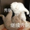 萌宠 猫星人 秀啊 继续秀啊 呆萌 可爱