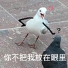 萌宠 鸽子 你不把我放在眼里 生气 呆萌 可爱
