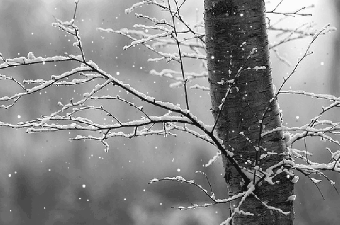 下雪 树枝 白色 真实