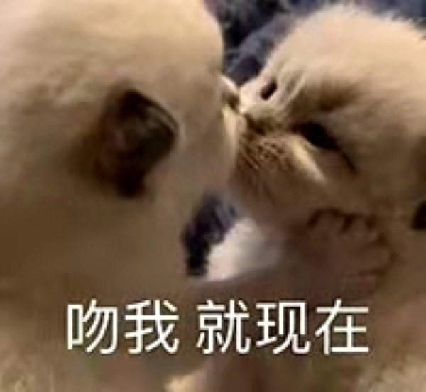 萌宠喵星人吻我就现在搞怪逗gif动图_动态图_表情包下载_soogif