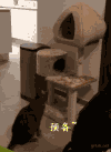 猫咪 蹦跳 摔倒