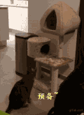 猫咪 蹦跳 摔倒