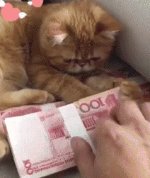 猫咪 爱钱   搞笑  可笑