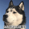 怎么 倒霉 哈士奇 二哈 搞怪 逗