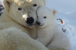 北极熊 亲密 贴脸 冬天