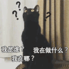 黑猫 我是谁 我在哪 我在做什么 ? 困惑 懵