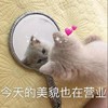 萌宠 猫星人 今天美貌也在营业 激动 呆萌 可爱