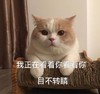 萌宠 猫星人 我正在看着你看着你 目不转睛 呆萌 可爱