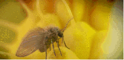 吮食 昆虫 神话的森林 纪录片 花蜜 蜜蜂
