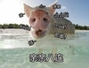 亲亲八连 可爱 搞笑 吧唧 舔