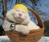 猫咪 可爱 熟睡 铃铛