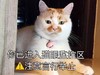 萌宠 猫星人 你已经进入监控区 请注意言行举止 呆萌 可爱