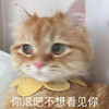 萌宠 喵星人 你滚吧 不想看见你 搞怪 生气