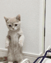 喵星人 猫咪 可爱 萌宠